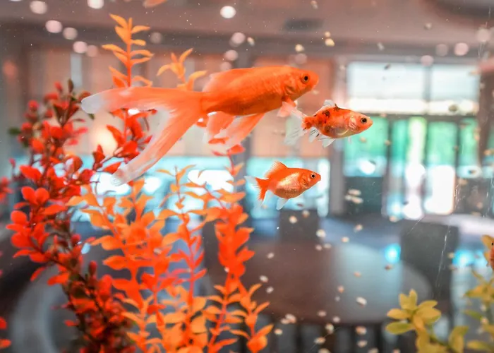 Szálloda Calimera Ralitsa Superior